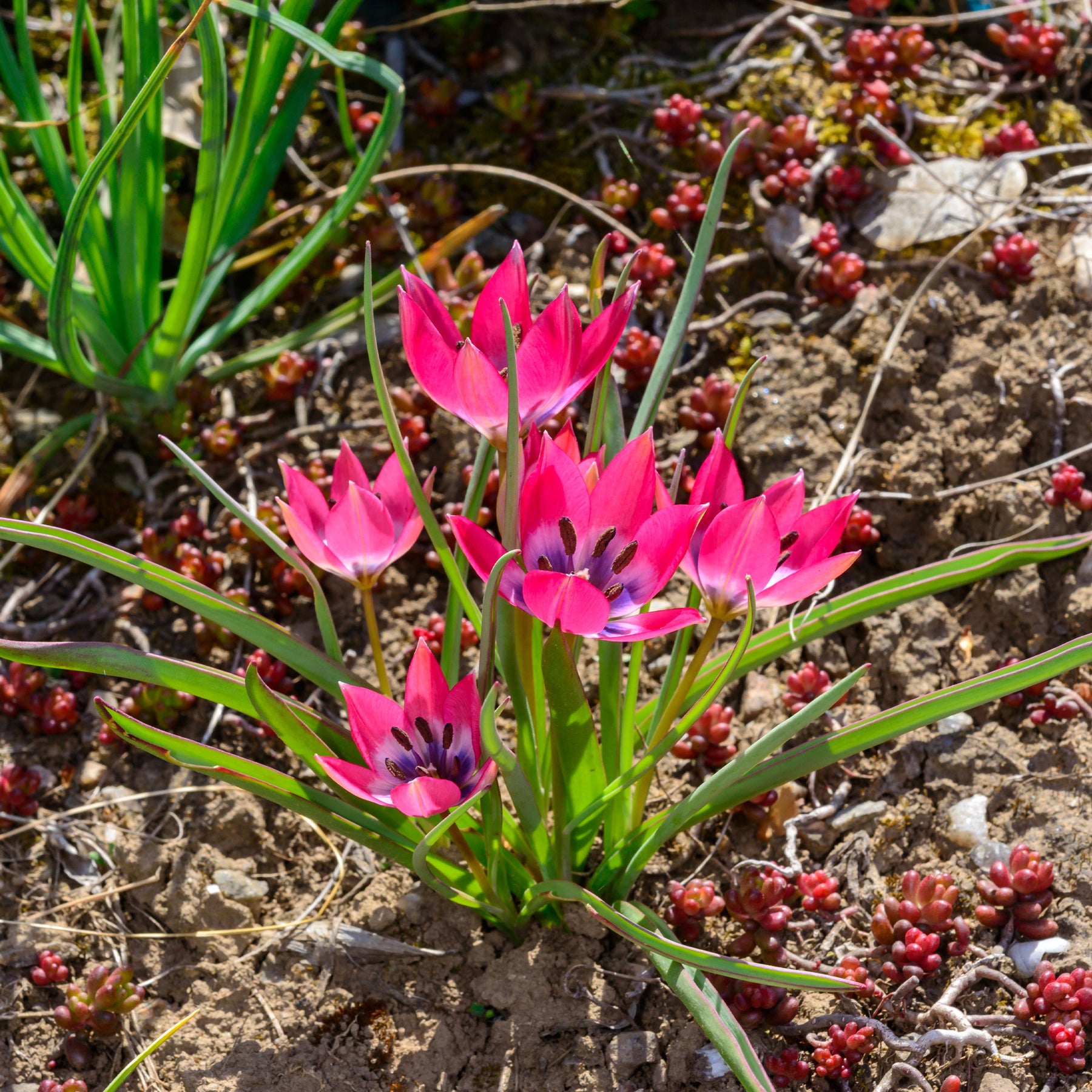 Tulipe - 10 Tulipes botaniques Little Beauty - Tulipa botanical little beauty