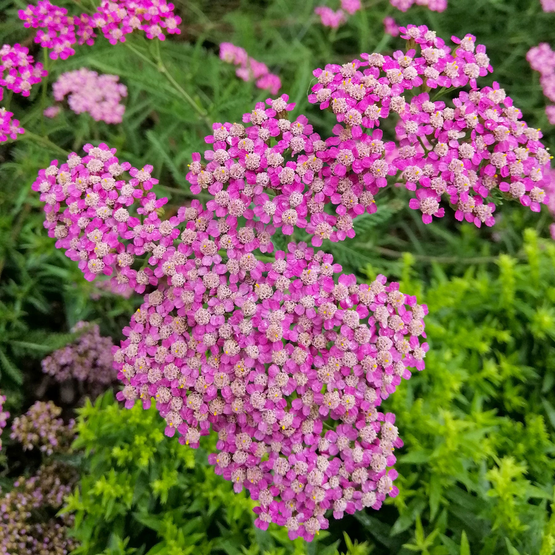 Achillée - Achillée millefeuille Mily Rock - achillea milleforlium Mily Rock 