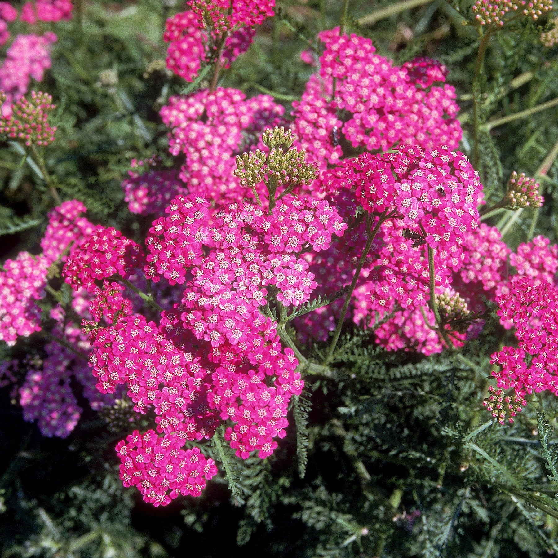 Achillée millefeuille Mily Rock - achillea milleforlium Mily Rock  - Willemse