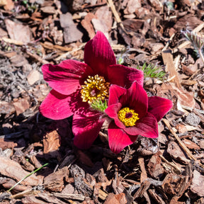 pulsatilla rood  - Anémone pulsatille rouge - Anémones