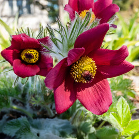 Anémones - Anémone pulsatille rouge - pulsatilla rood 
