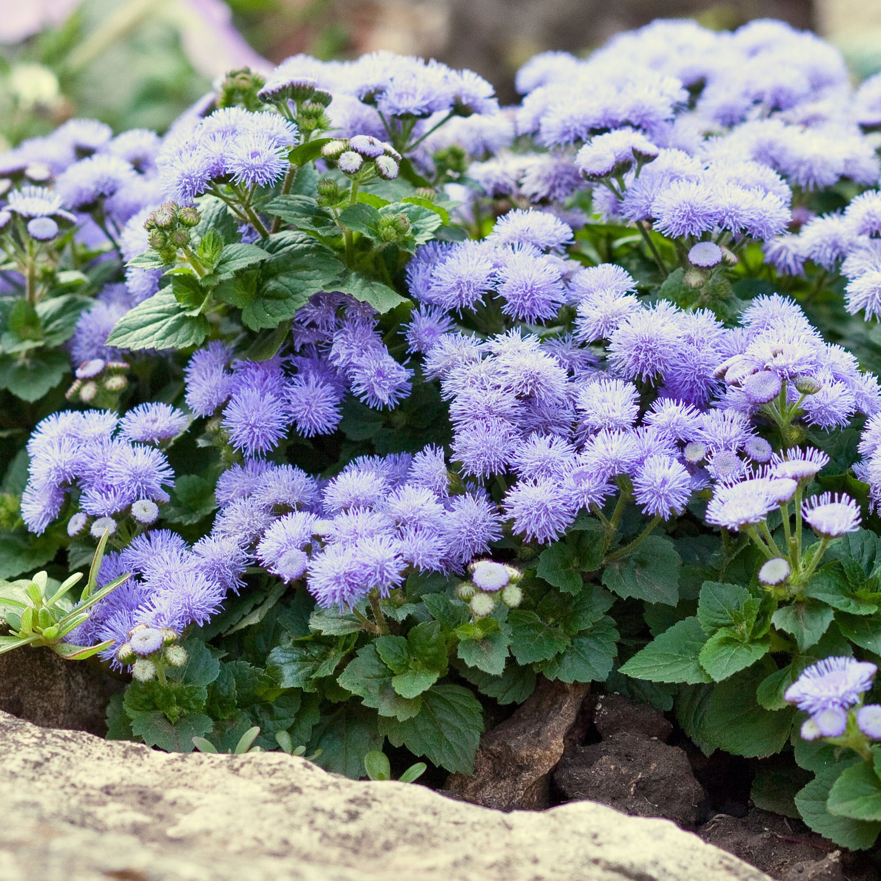 Ageratum bleu - Willemse