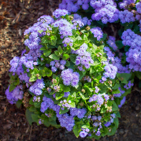 Ageratum blue - Ageratum bleu - Balcon et terrasse