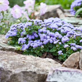 Ageratum bleu - Ageratum blue - Willemse