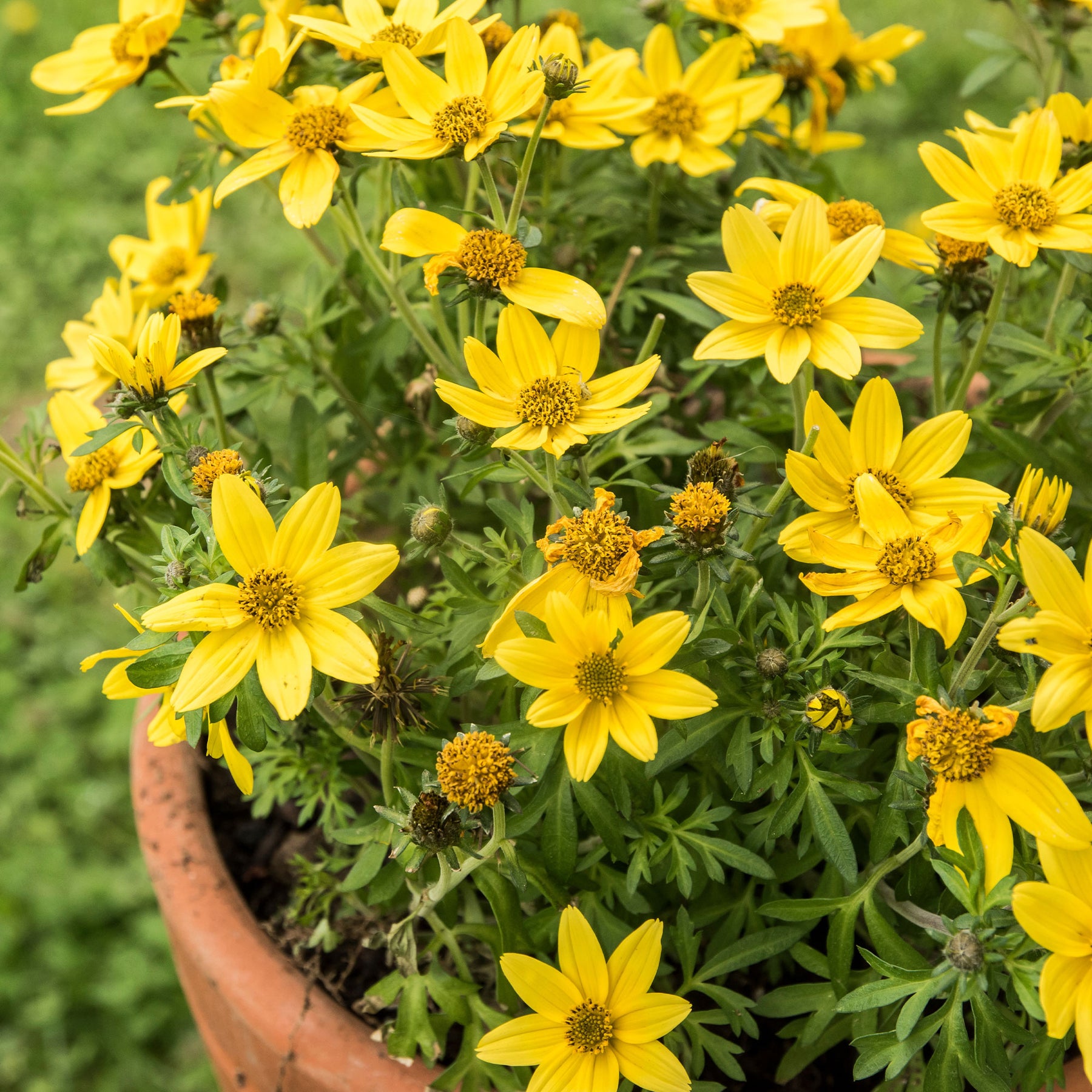 Bidens jaunes - Willemse