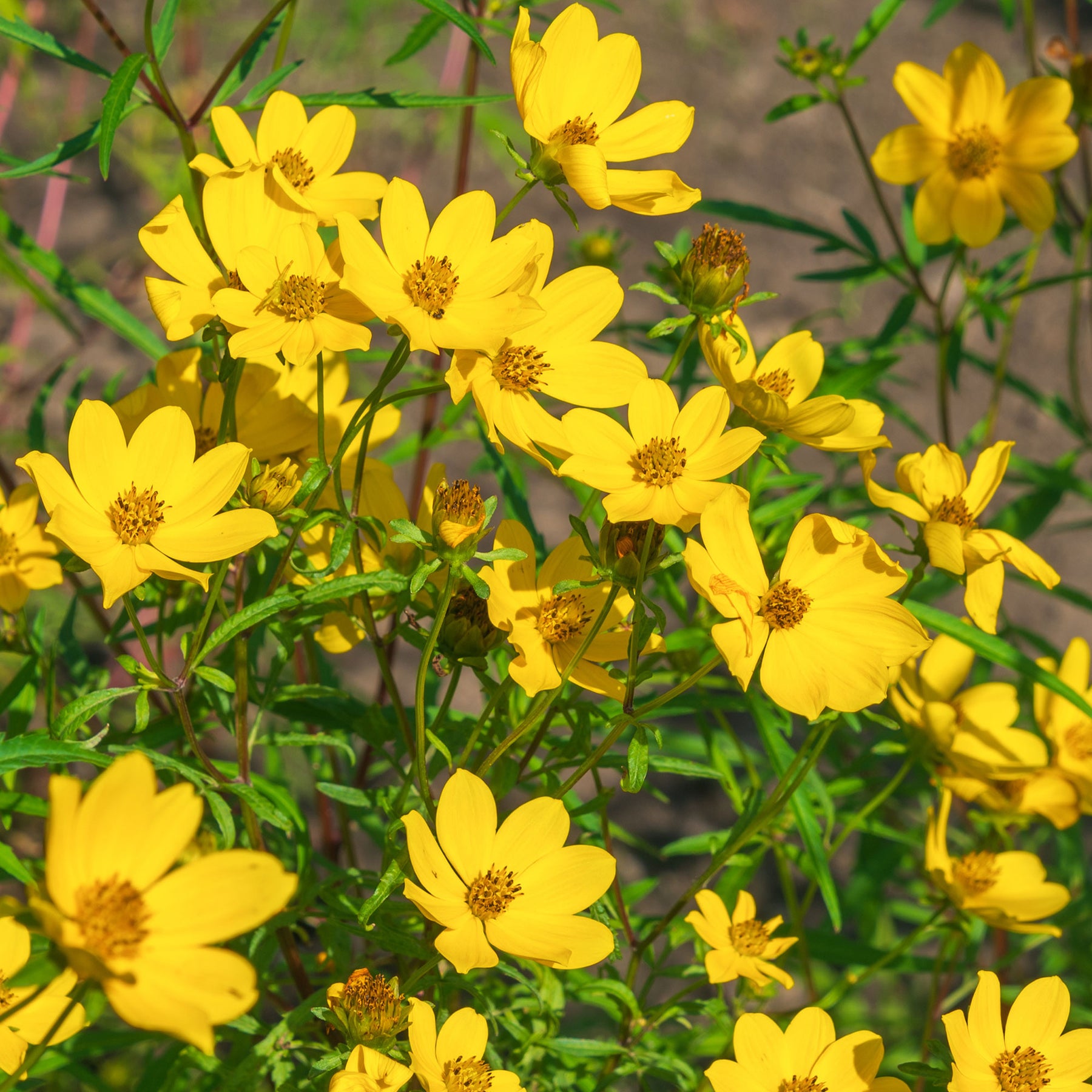 Bidens jaunes - Bidens yellow - Willemse