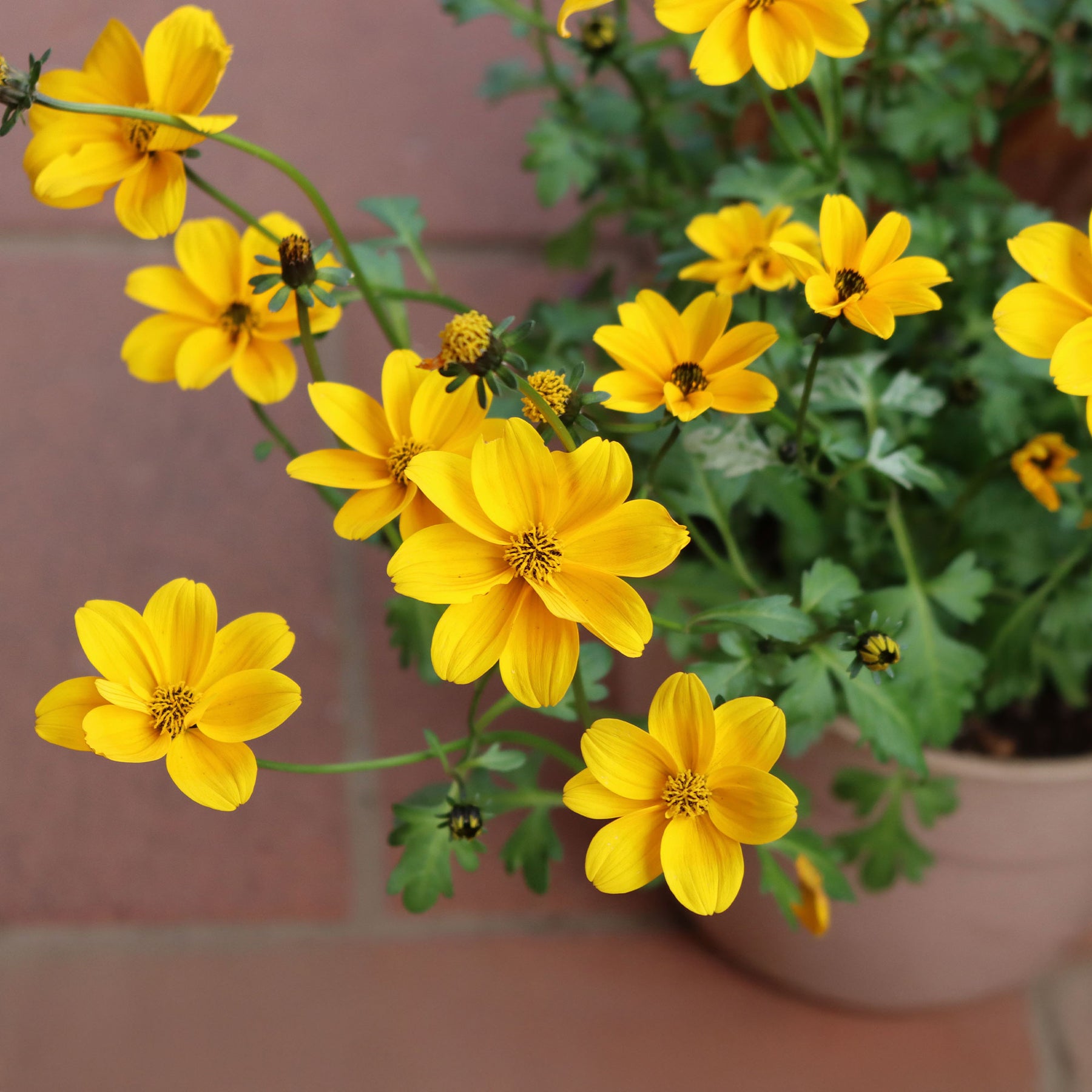 Bidens yellow - Bidens jaunes - Bidens