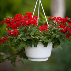 Verveine retombante rouge - Willemse