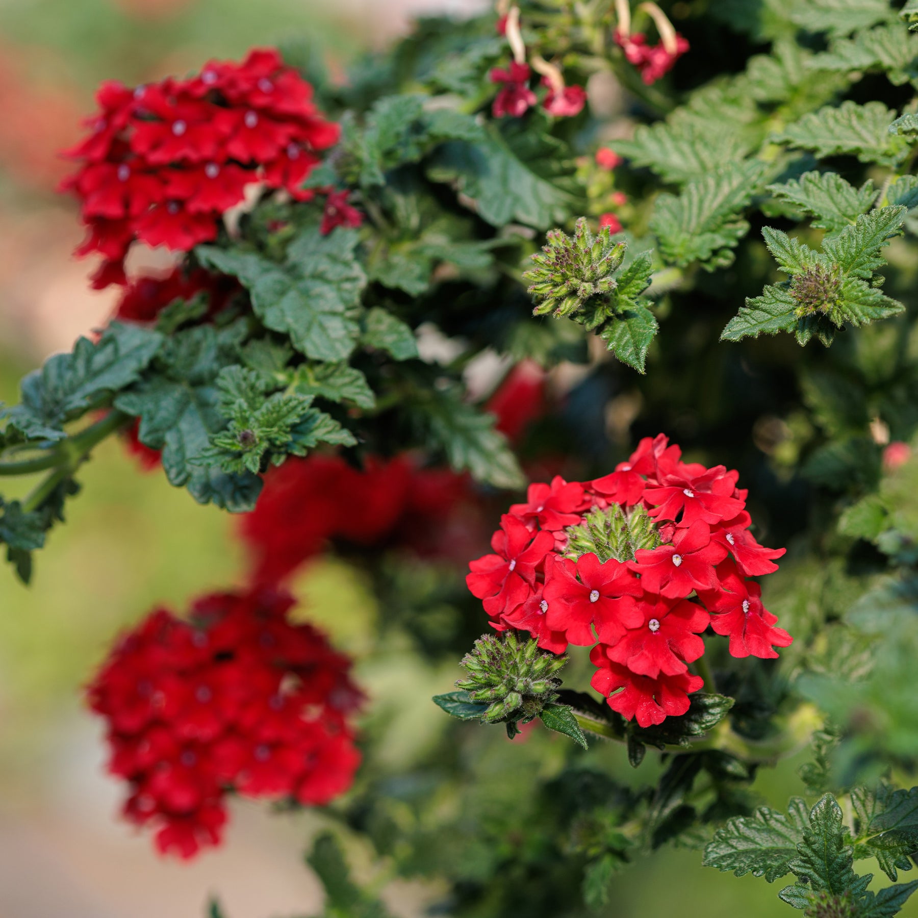 Verveine retombante rouge - Verbena pendula red - Willemse