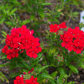 Verbena pendula red - Verveine retombante rouge - Balcon et terrasse