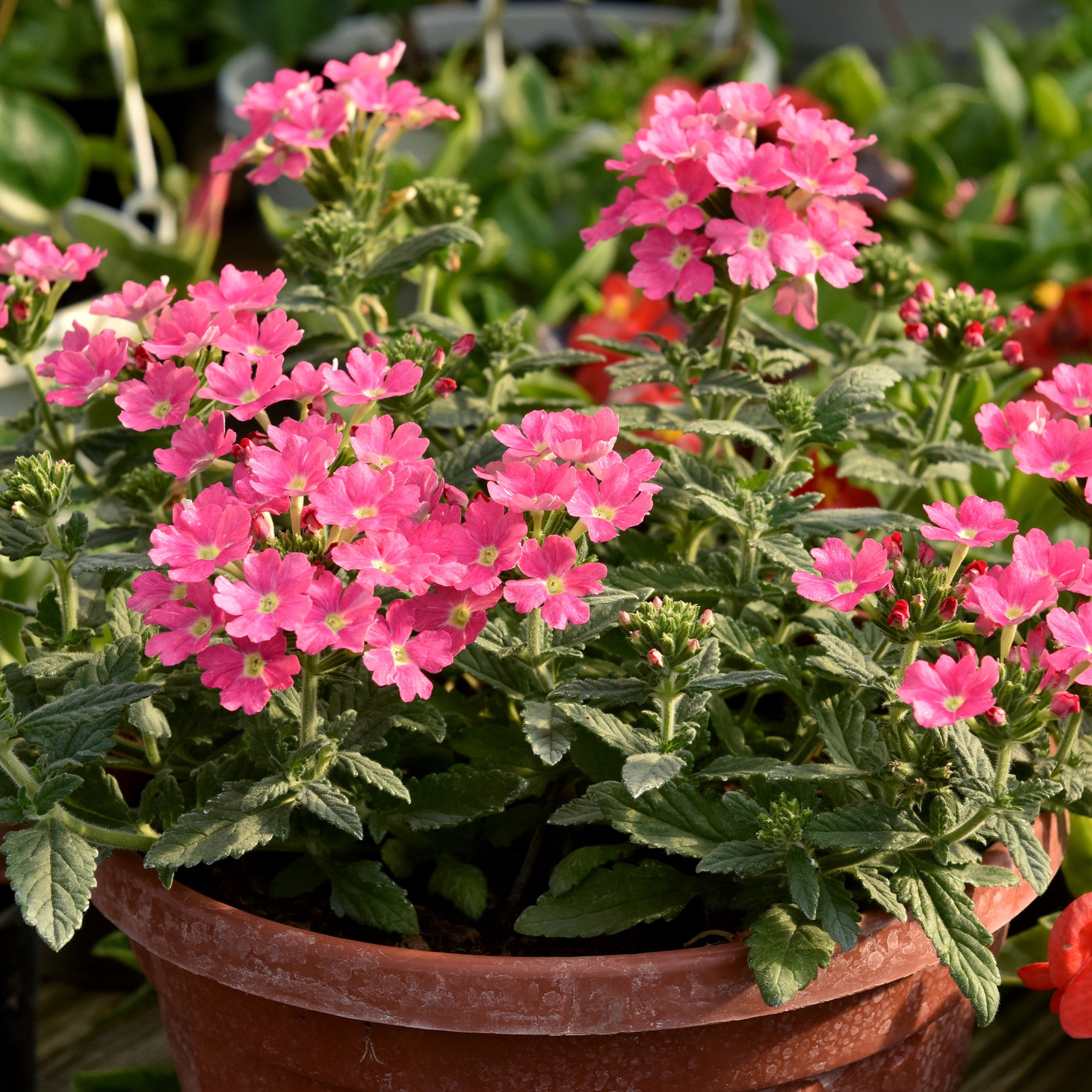 Verveine retombante rose - Willemse