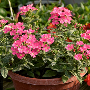 Verveine retombante rose - Willemse