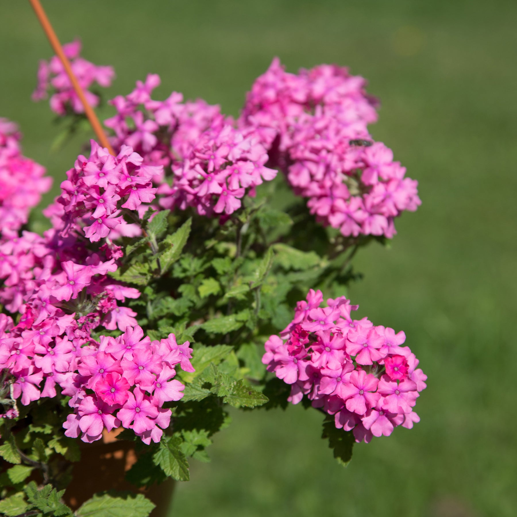 Verbena pendula pink - Verveine retombante rose - Balcon et terrasse