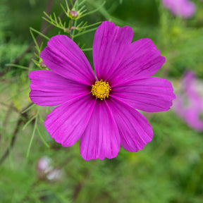 Cosmos violet - Willemse