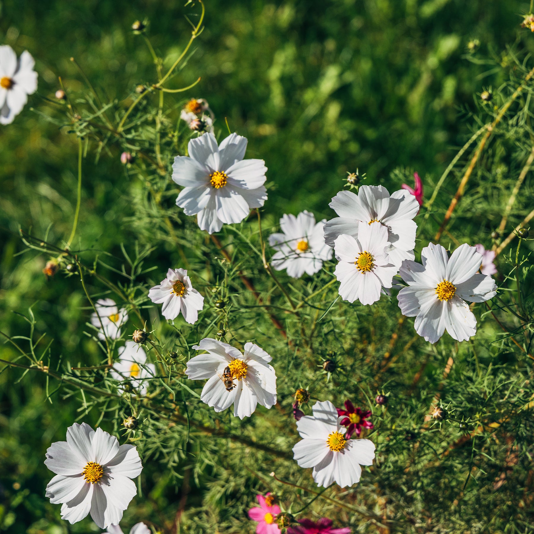 Cosmos white - Cosmos blanc - Balcon et terrasse