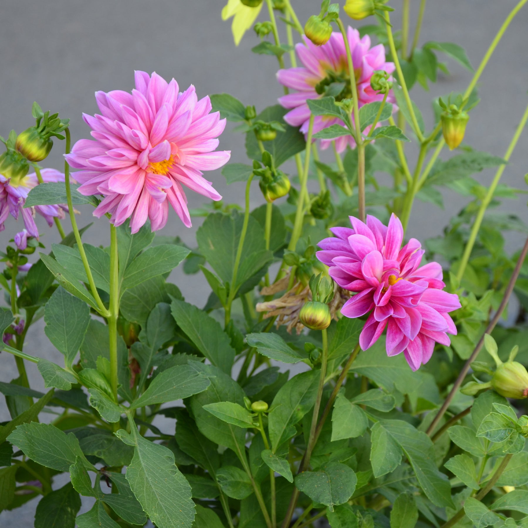 Dahlia rose - Dahlia pink - Willemse