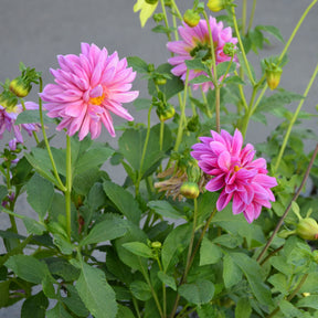 Dahlia rose - Dahlia pink - Willemse