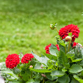 Dahlia rouge - Willemse