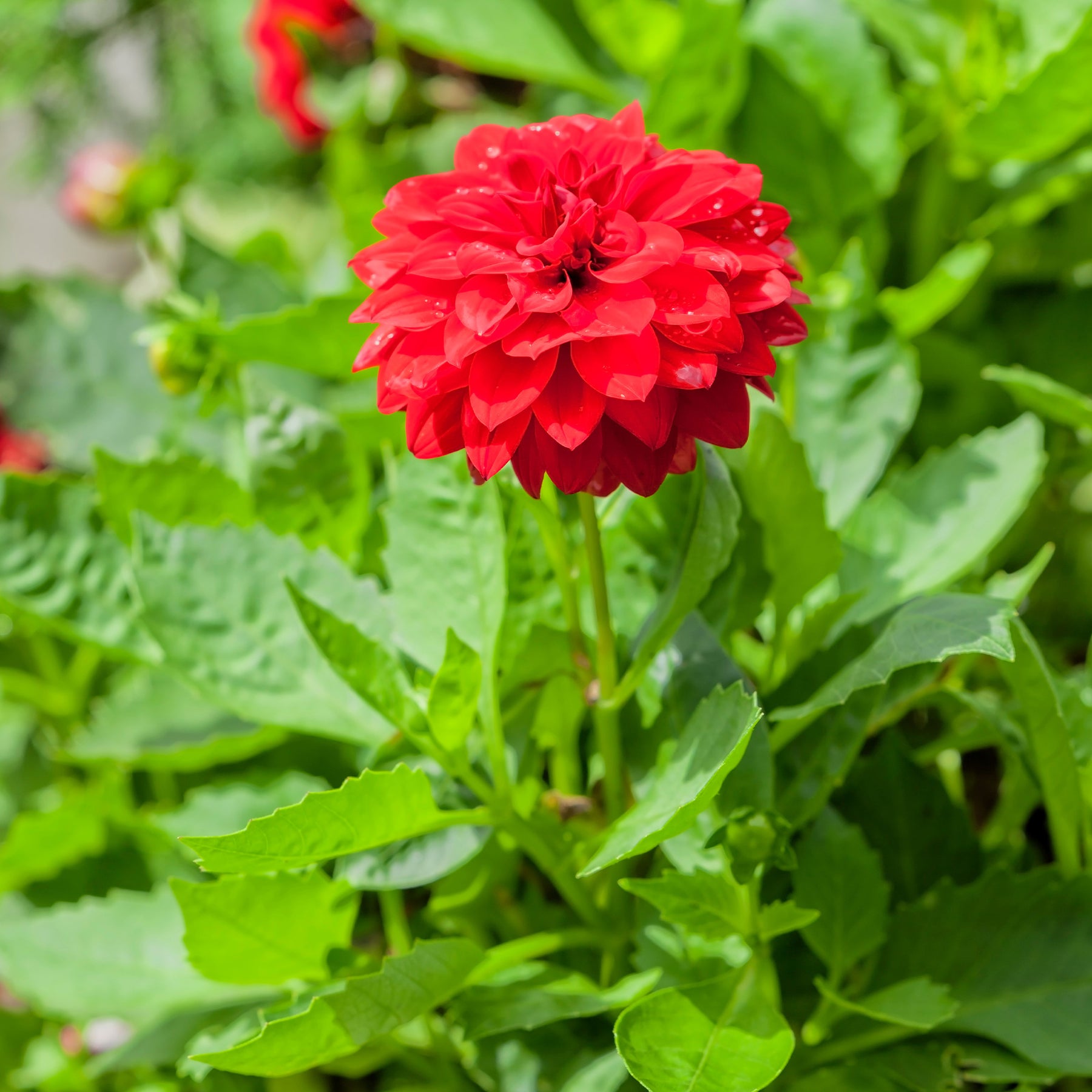 Dahlia red - Dahlia rouge - Balcon et terrasse