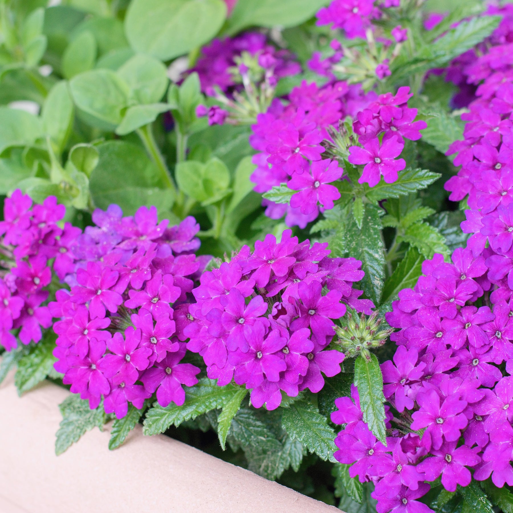 Verveine retombante violette - Willemse