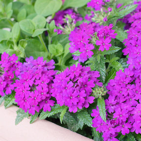 Verveine retombante violette - Willemse