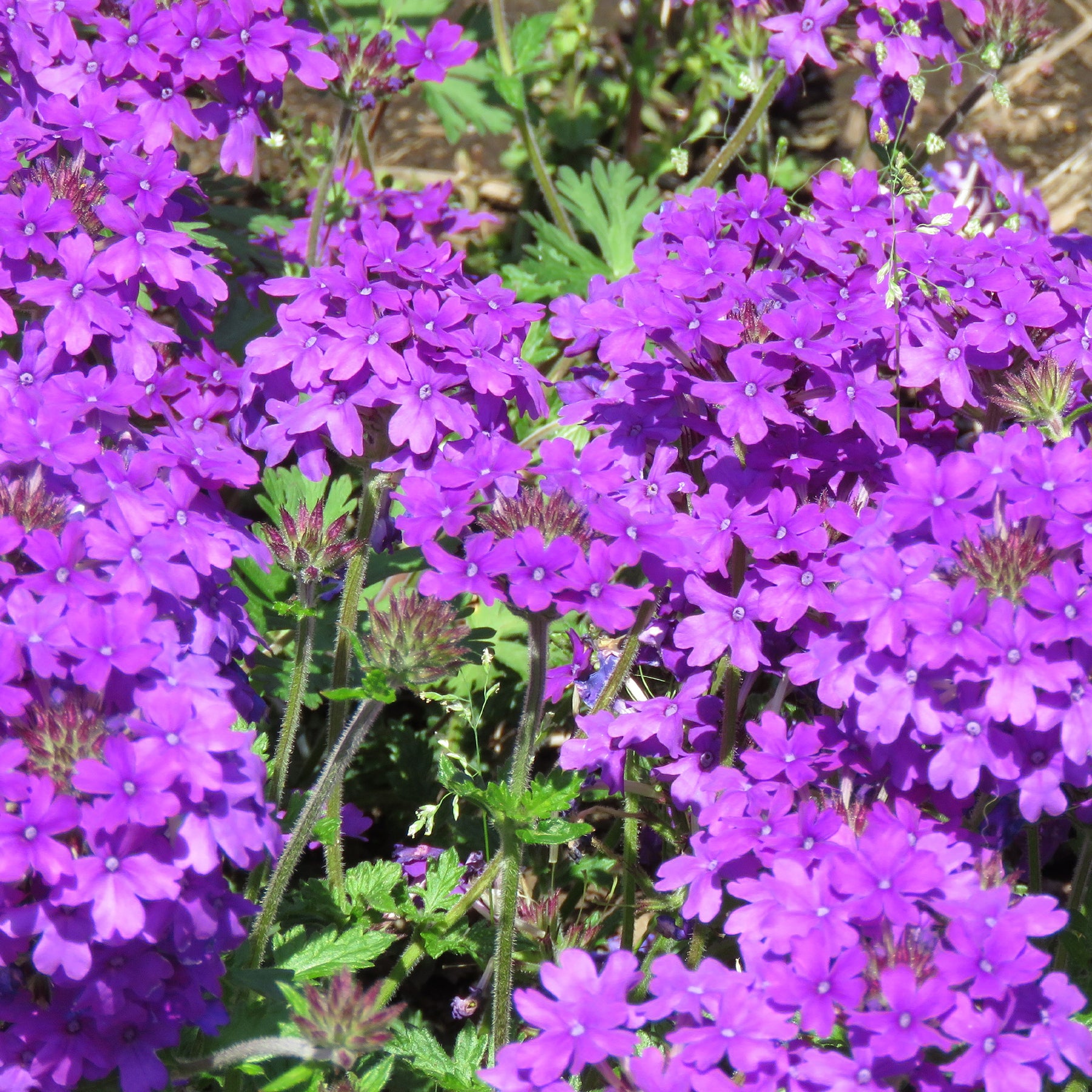 Verveine retombante violette - Verbena pendula purple - Willemse