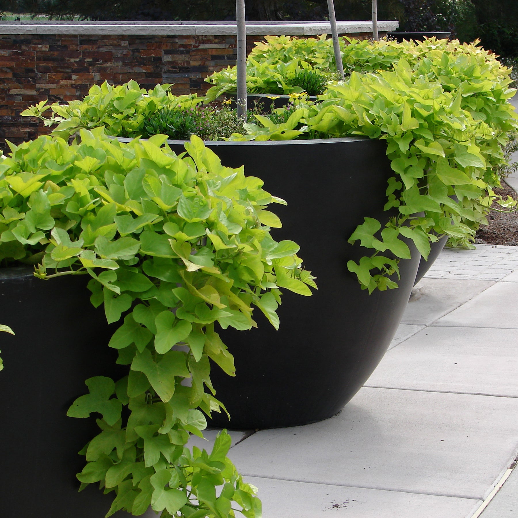 Ipomée batata verte - Willemse