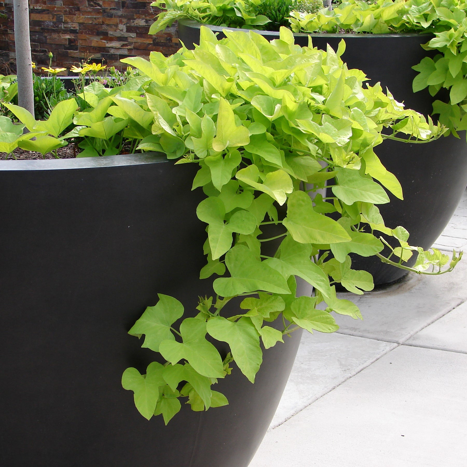 Ipomée batata verte - Ipomée batata green - Willemse