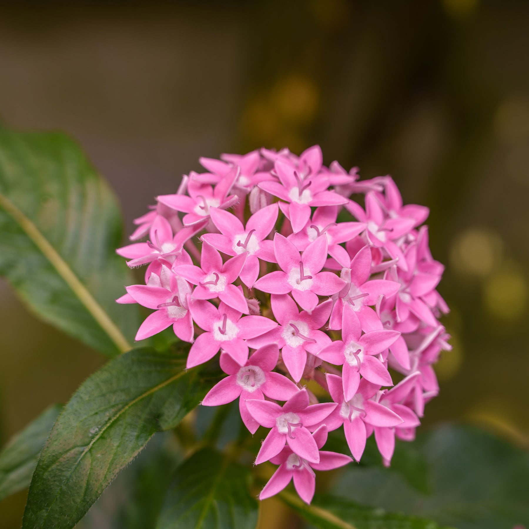 Balcon et terrasse - Pentas rose - Pentas rose