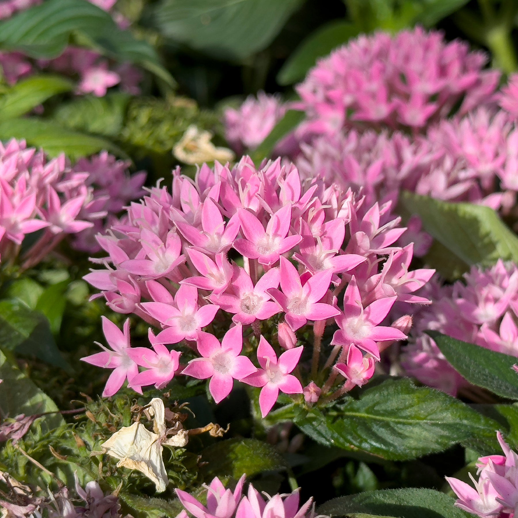 Pentas rose - Pentas rose - Willemse