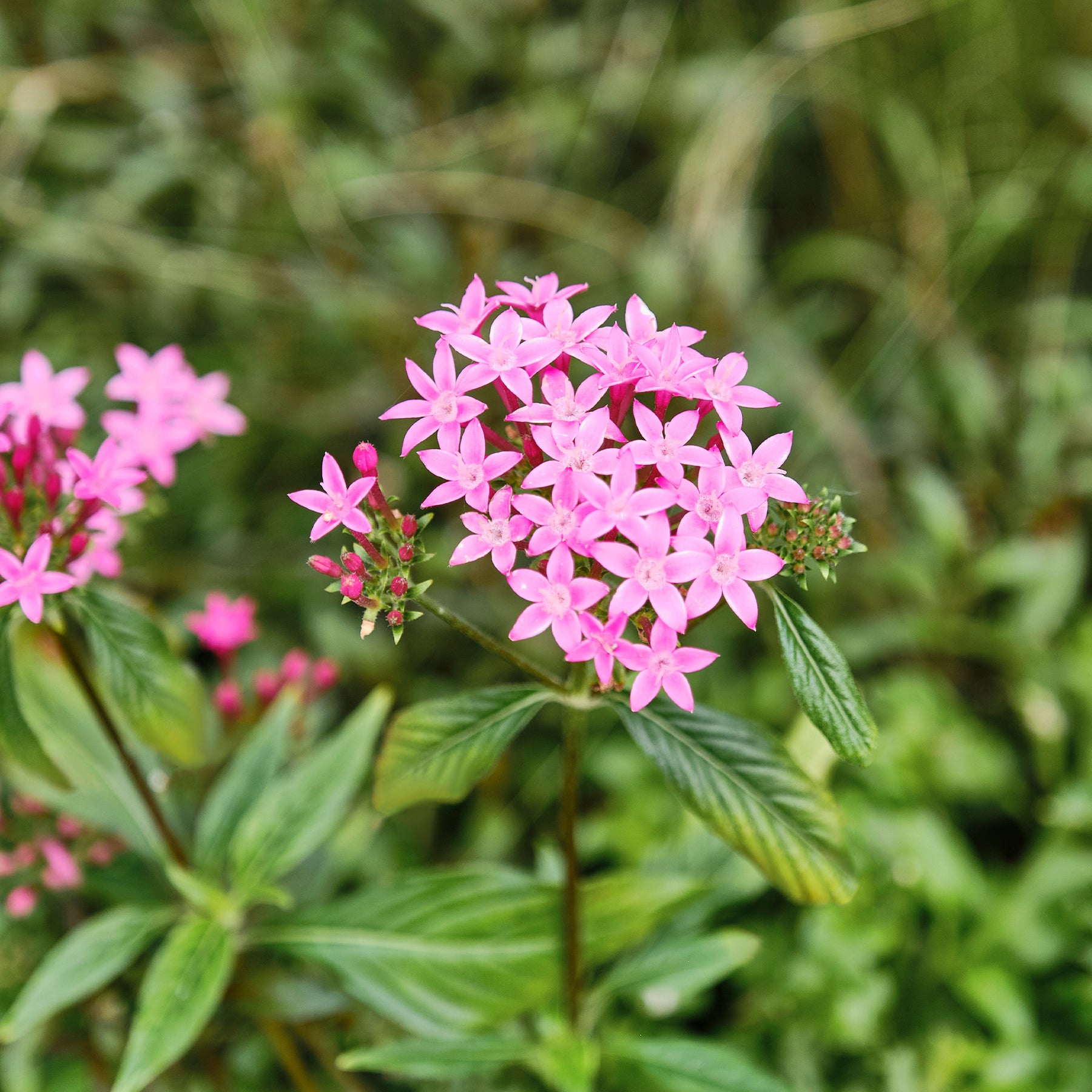 Pentas rose - Pentas rose - Balcon et terrasse
