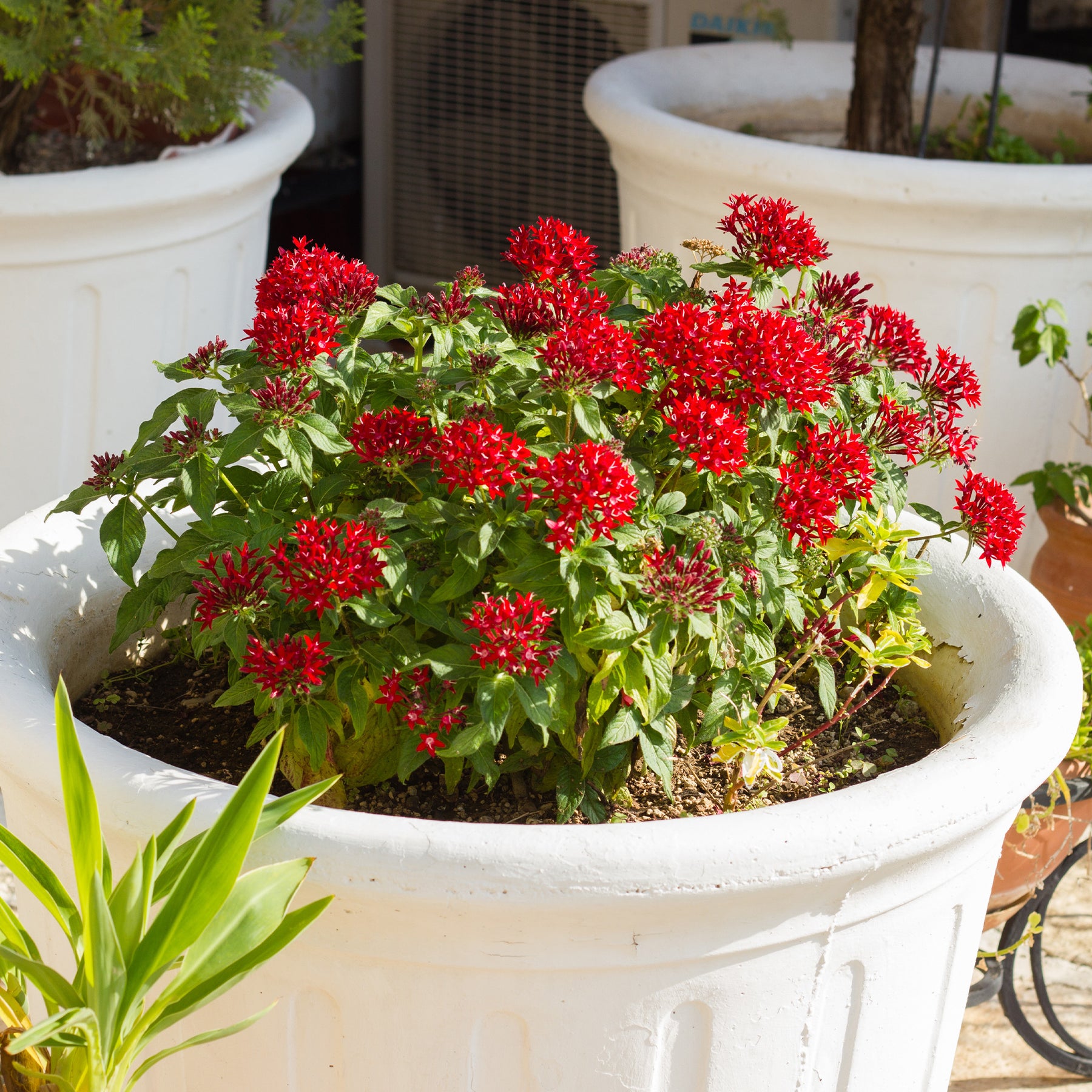 Pentas rouge - Willemse