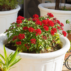 Pentas rouge - Willemse