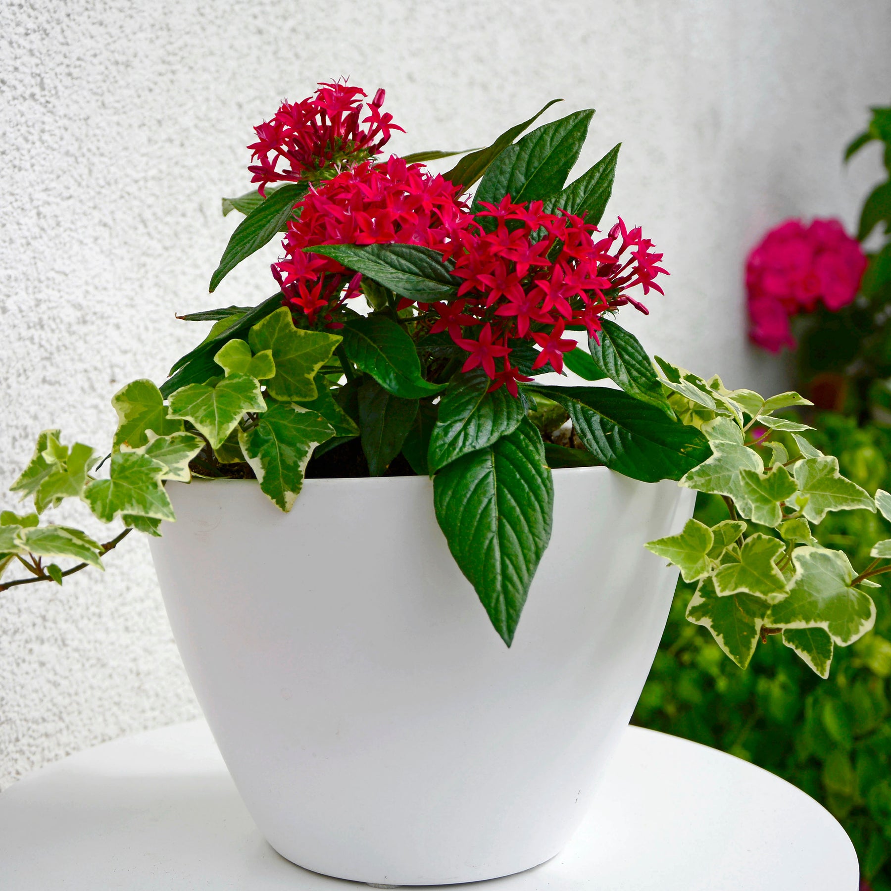 Pentas rouge - Pentas red - Willemse