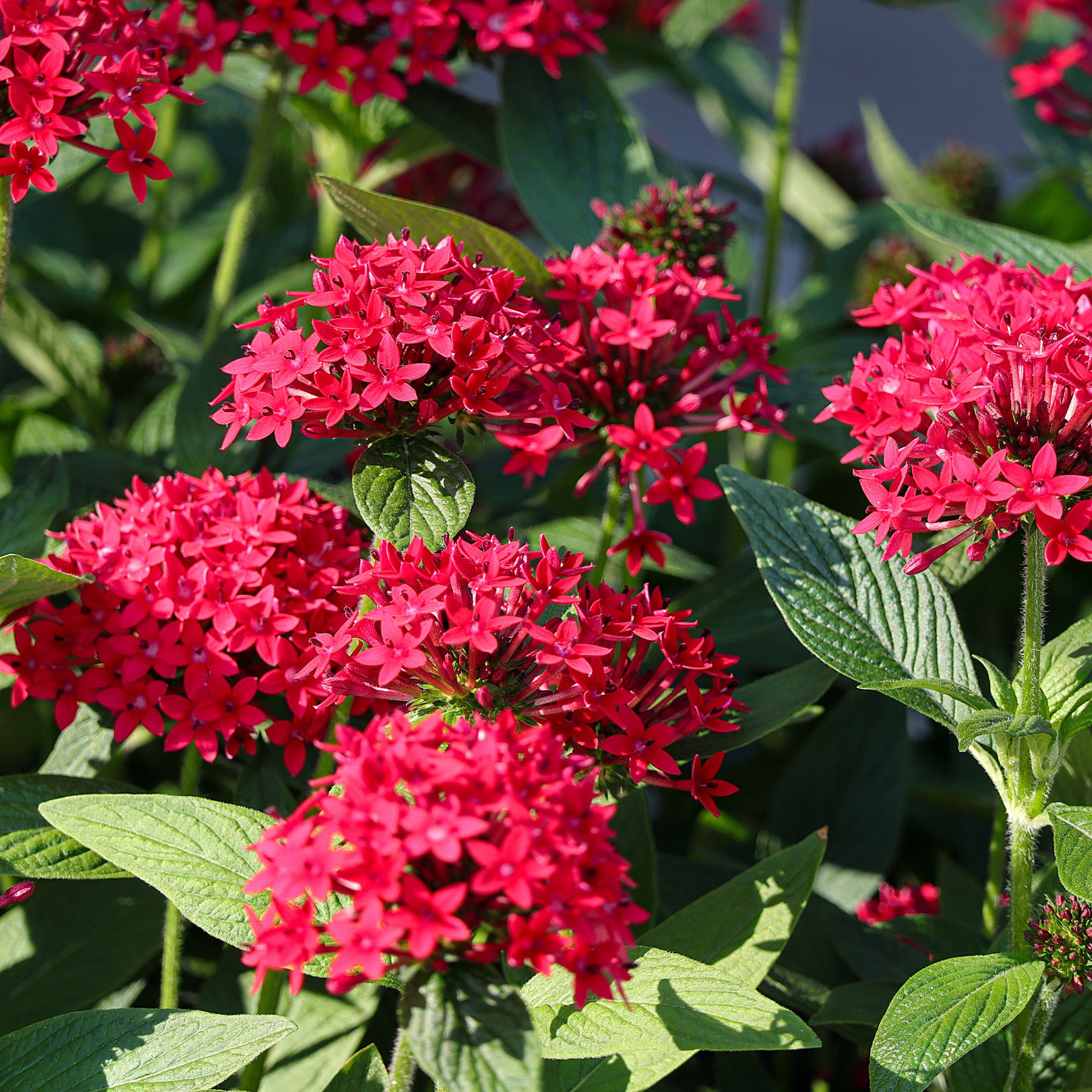 Pentas red - Pentas rouge - Balcon et terrasse