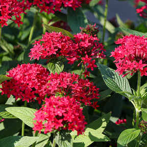 Pentas red - Pentas rouge - Balcon et terrasse