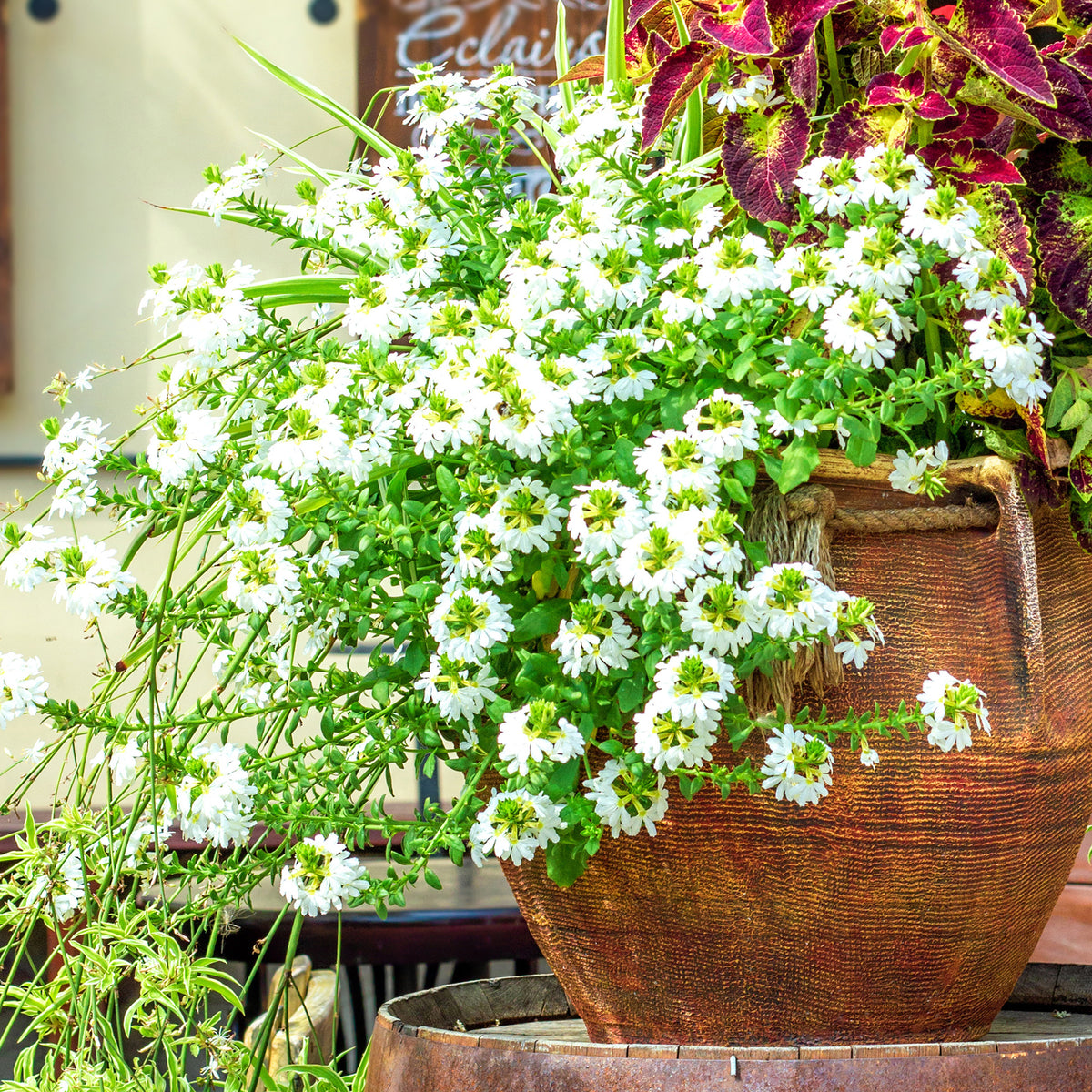 Scaevola blanche - Willemse