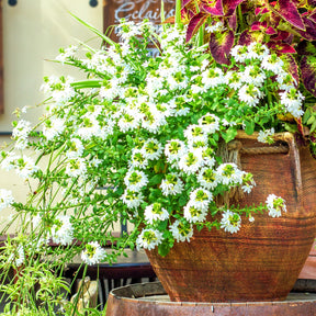 Scaevola blanche - Willemse