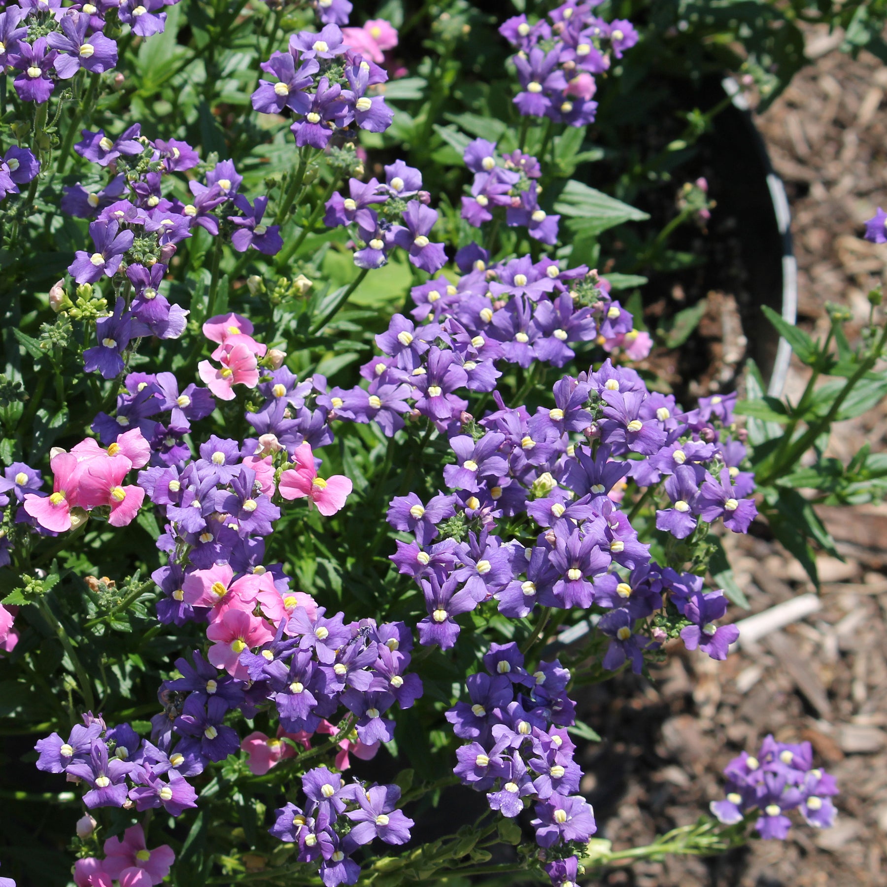 Némésie bleue - Willemse