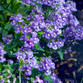 Nemesia  blue - Némésie bleue - Balcon et terrasse