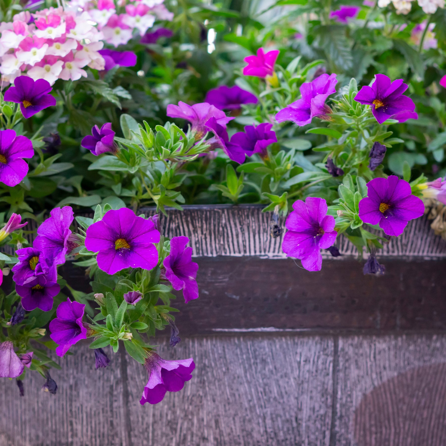 Surfinia violette - Willemse