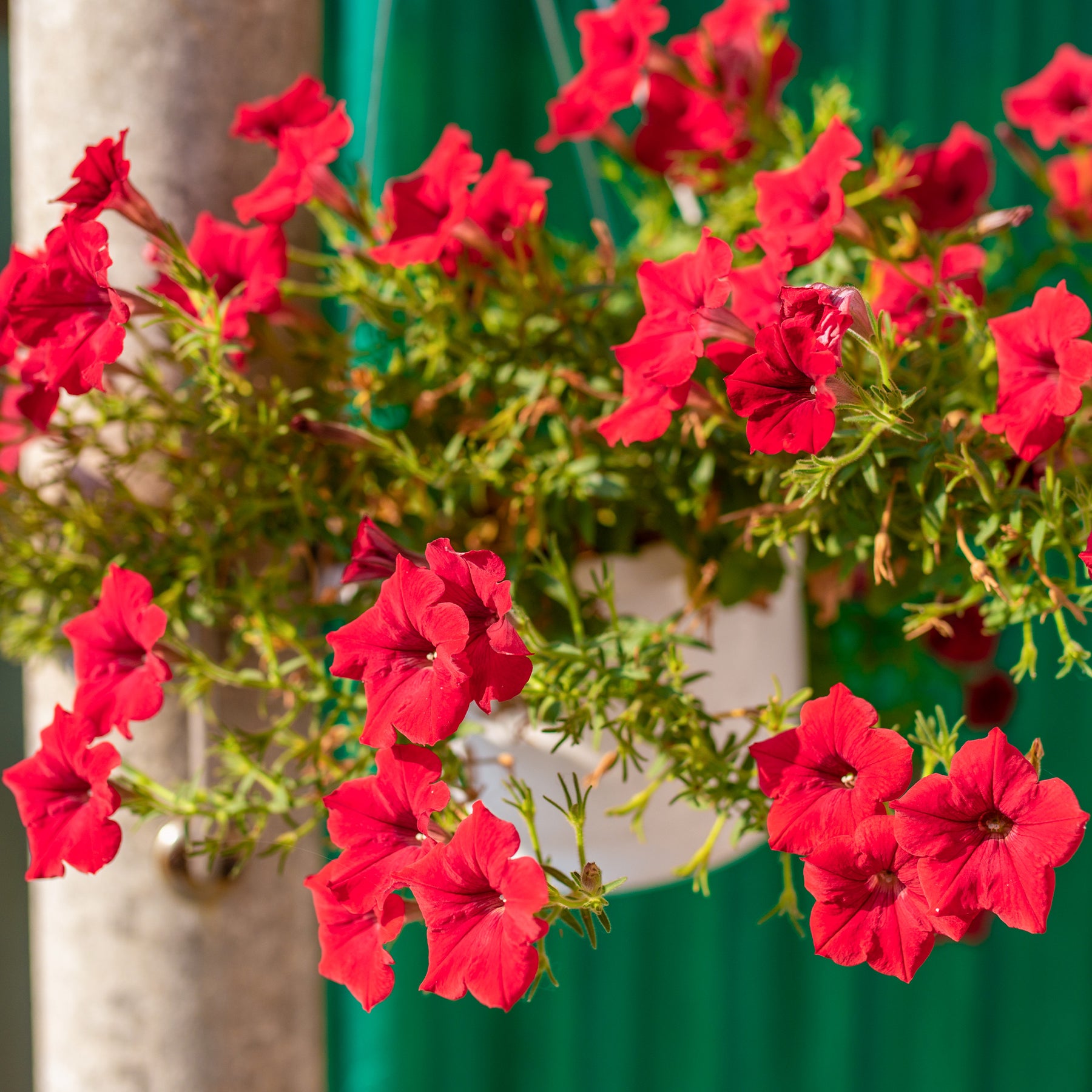 Surfinia rouge - Willemse