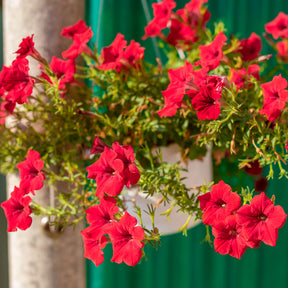 Surfinia rouge - Willemse