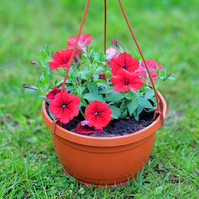 Surfinia red - Surfinia rouge - Pétunias