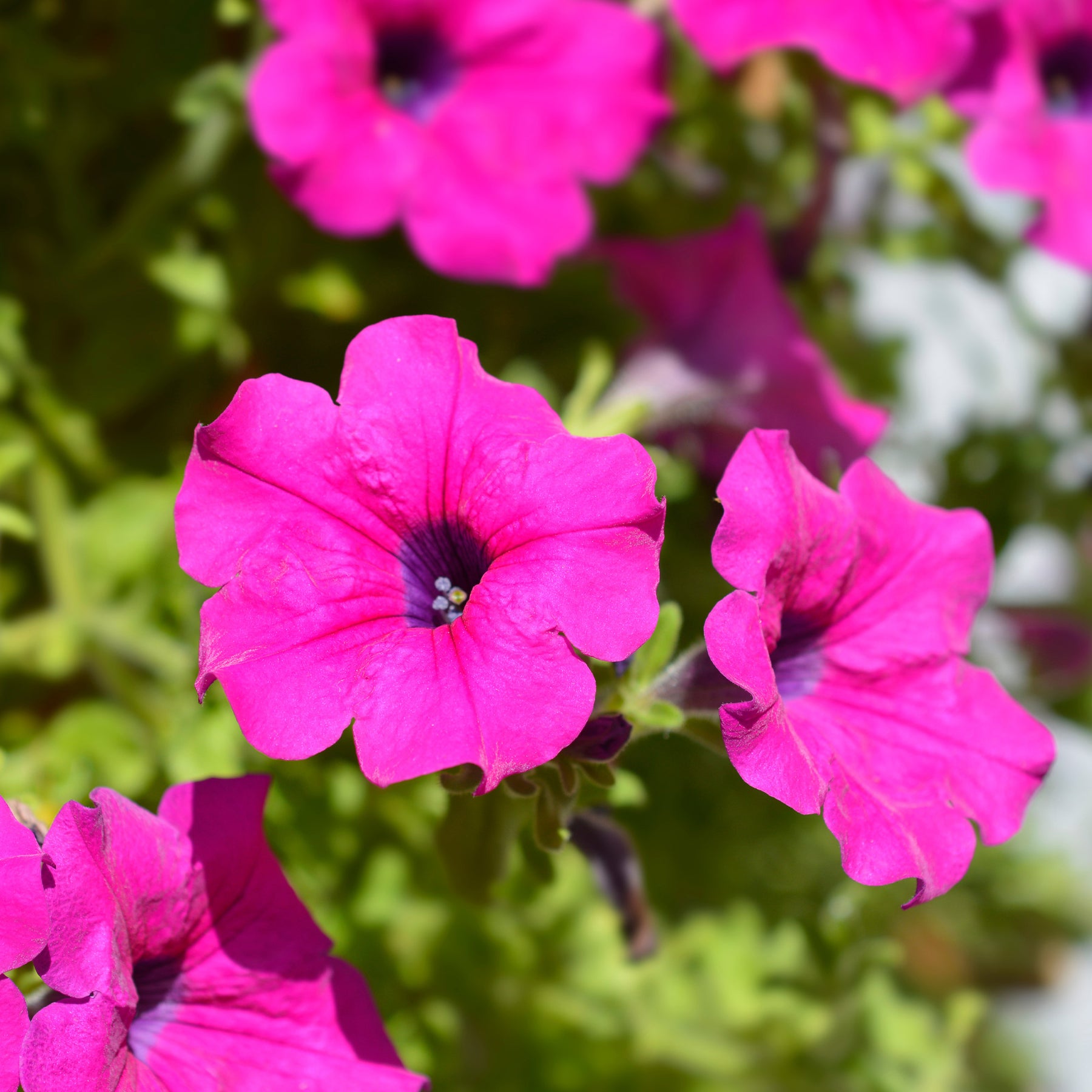 Surfinia rose - Willemse