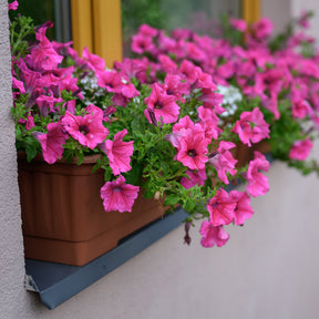 Surfinia rose - Surfinia pink - Willemse