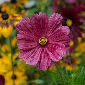 Cosmos rose - Willemse