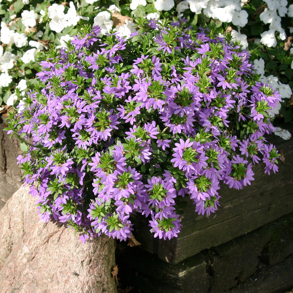 Scaevola violet - Willemse