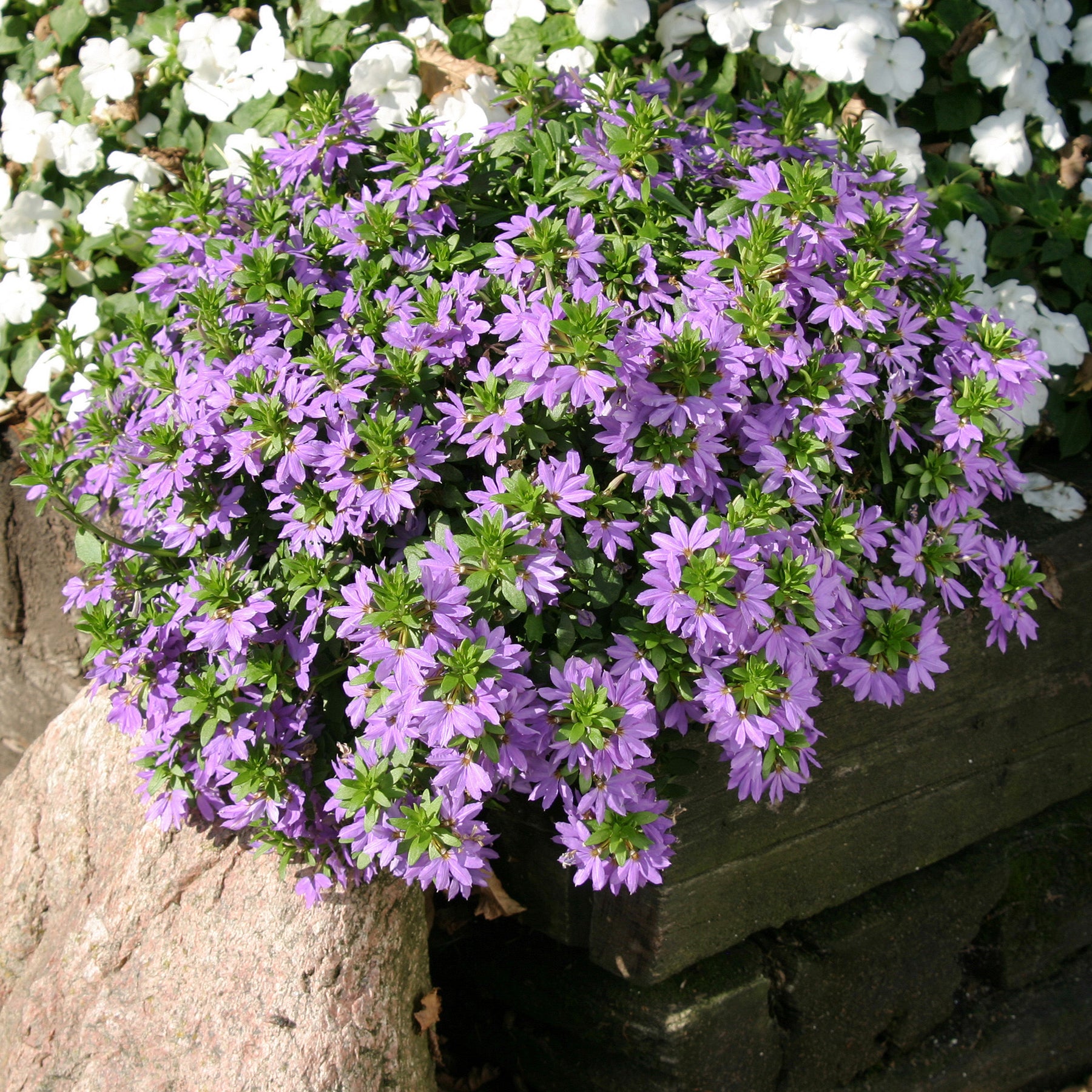 Scaevola violet - Willemse