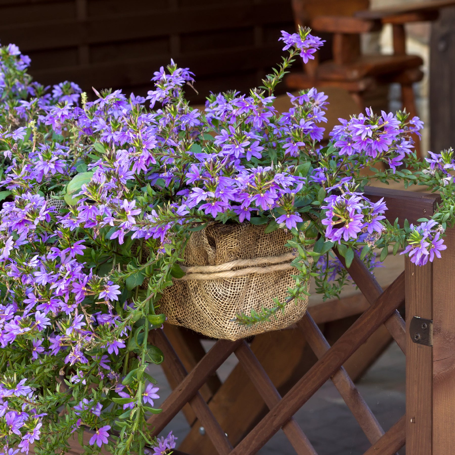 Scaevola violet - Scaevola purple - Willemse